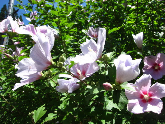 e0060987_07134144.jpg