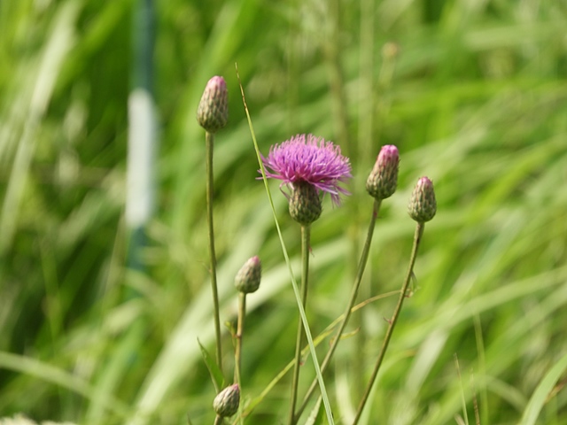 f0357487_1029359.jpg