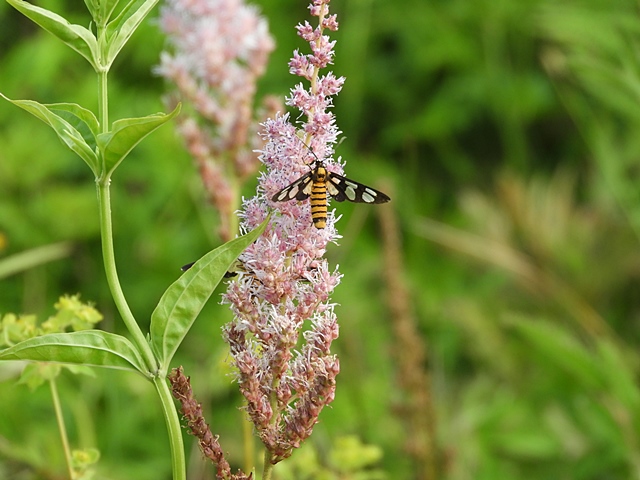 f0357487_10461520.jpg