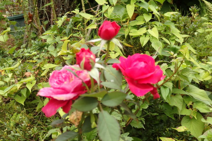 e0014991_05581592.jpg
