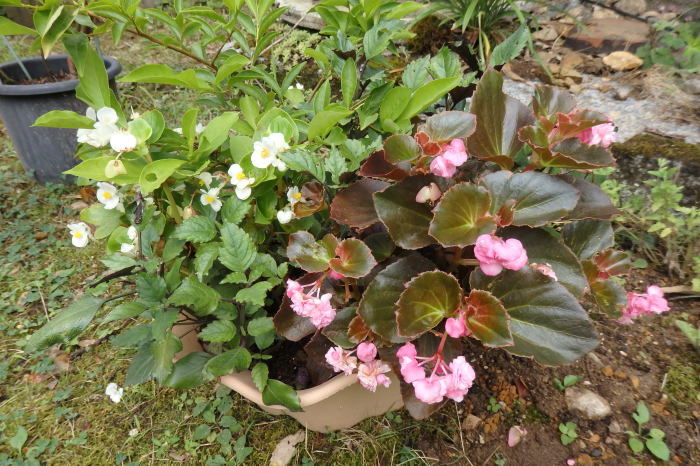 e0014991_05591843.jpg