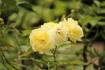 f0325309_18370538.jpg