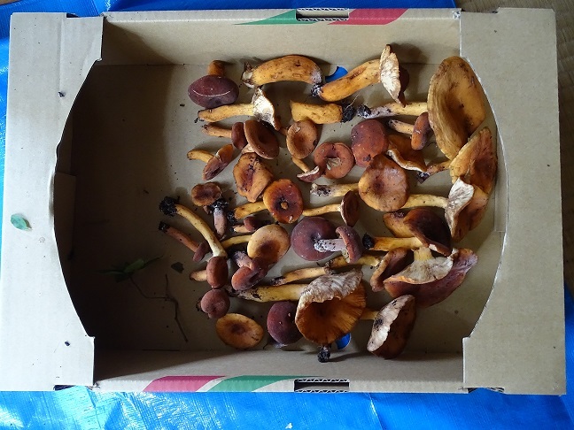 f0360815_17123125.jpg