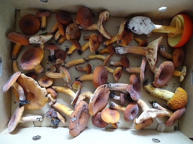 f0360815_17123258.jpg