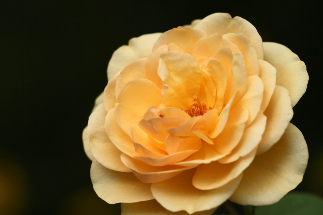 a0242438_20515314.jpg