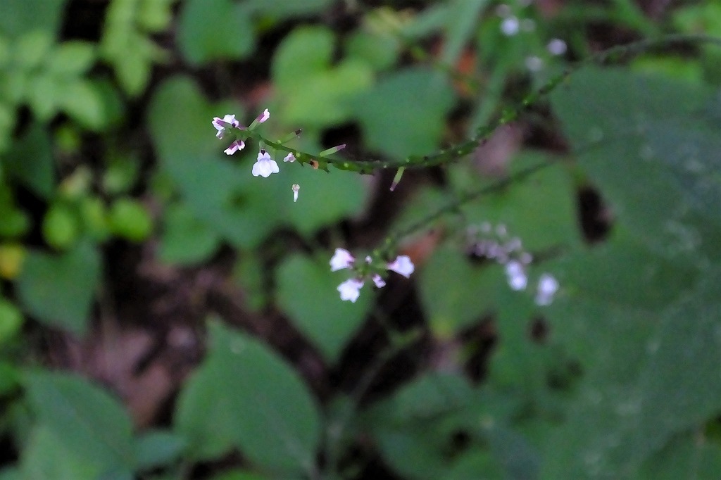b0236251_11184174.jpg