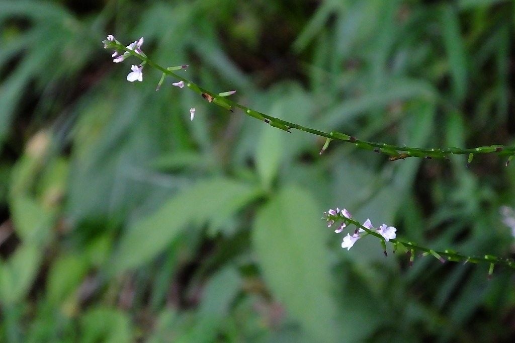 b0236251_11184543.jpg