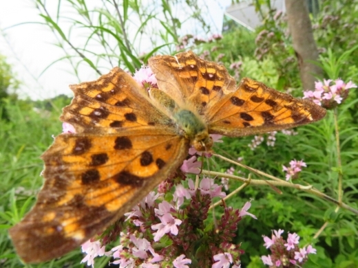 a0018655_15000438.jpg