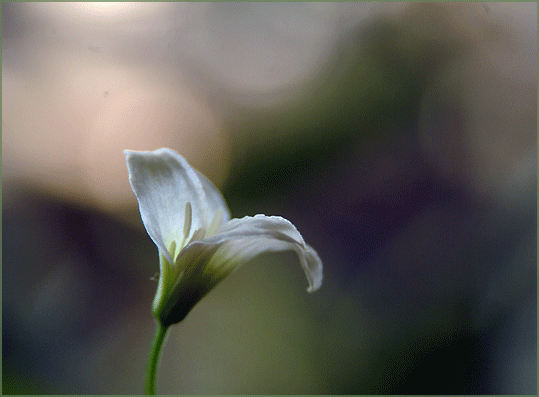 a0103464_08442127.gif