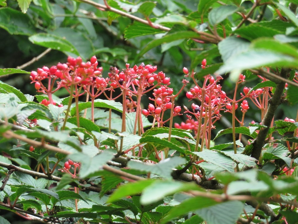 c0042869_20424010.jpg