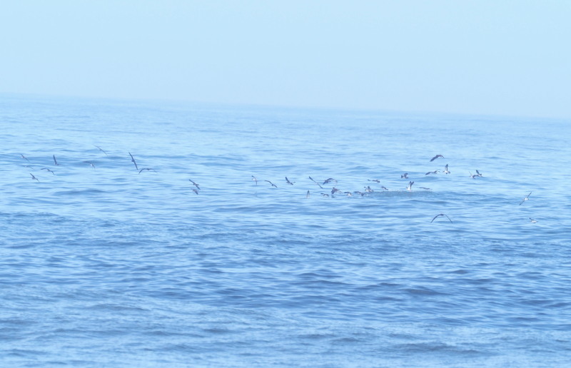 f0372177_11492417.jpg