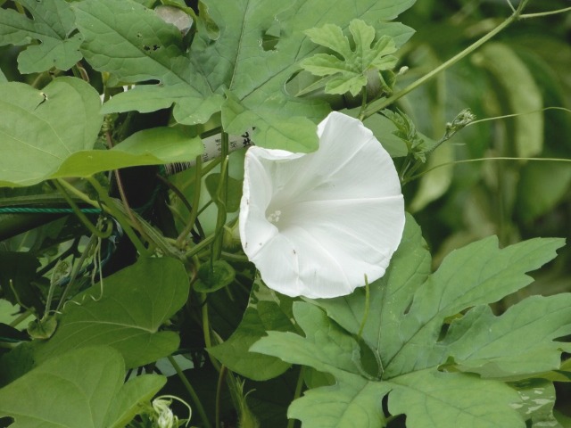 e0025300_2119014.jpg