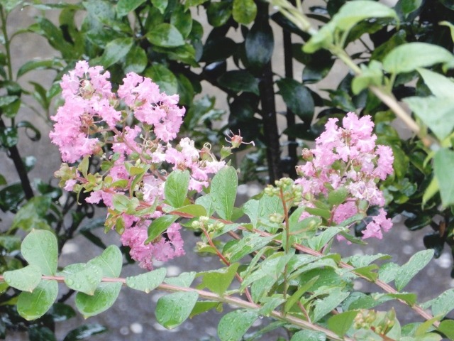e0025300_22242281.jpg