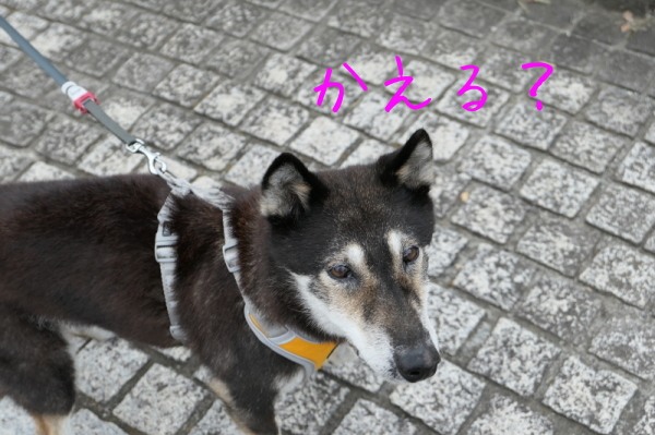 f0369014_11161268.jpg