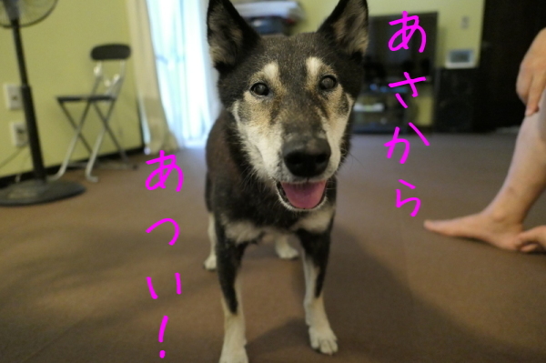 f0369014_11381426.jpg