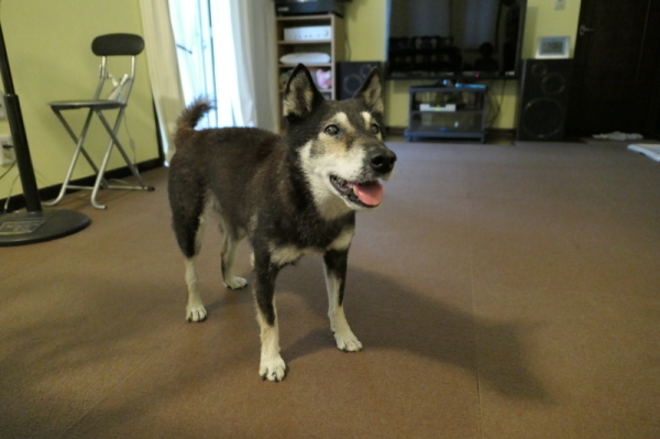 f0369014_11391831.jpg