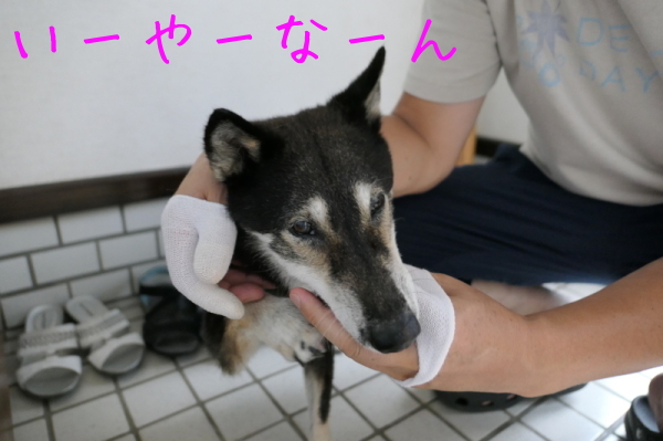 f0369014_12355806.jpg