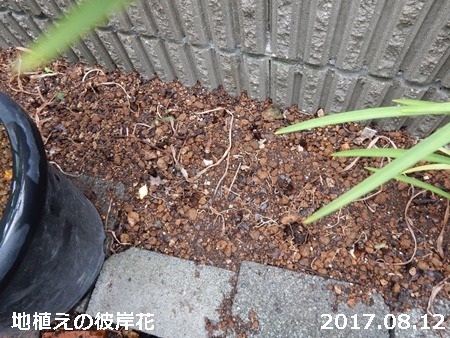 e0033229_17442221.jpg