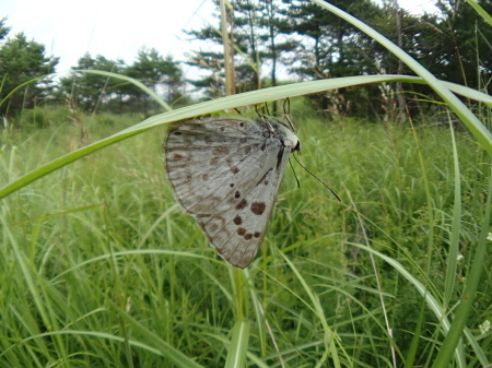 c0353632_16125254.jpg