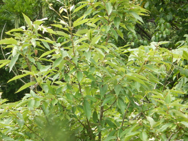f0118332_00213557.jpg