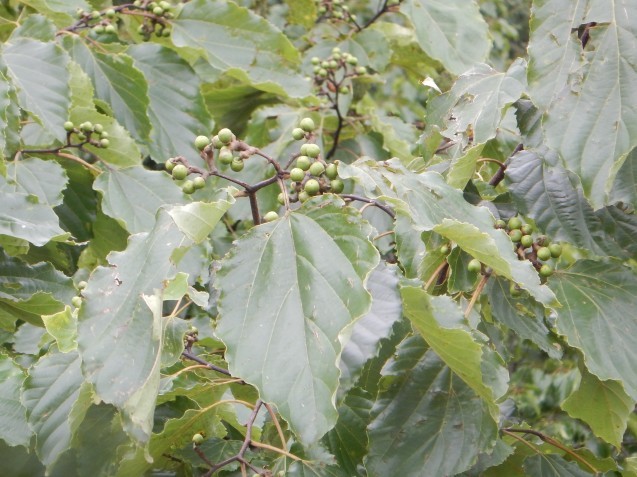 f0118332_00214677.jpg