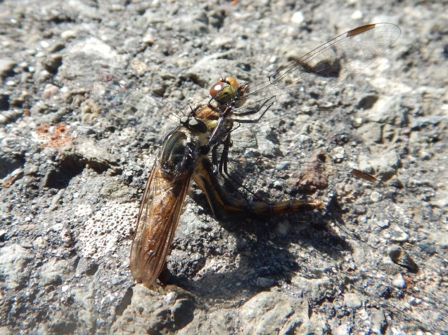 f0118332_00242743.jpg