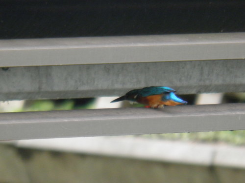 c0338136_17034436.jpg