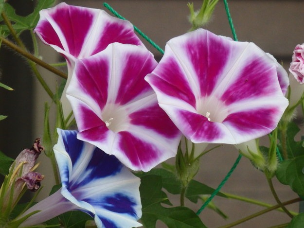 a0054240_2032380.jpg