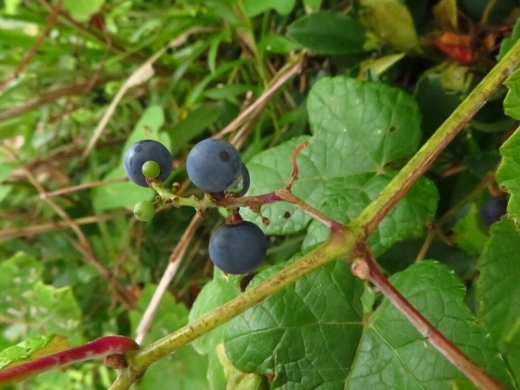 a0018655_15052541.jpg