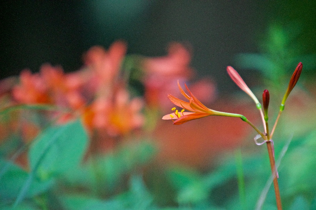 e0071967_17191469.jpg