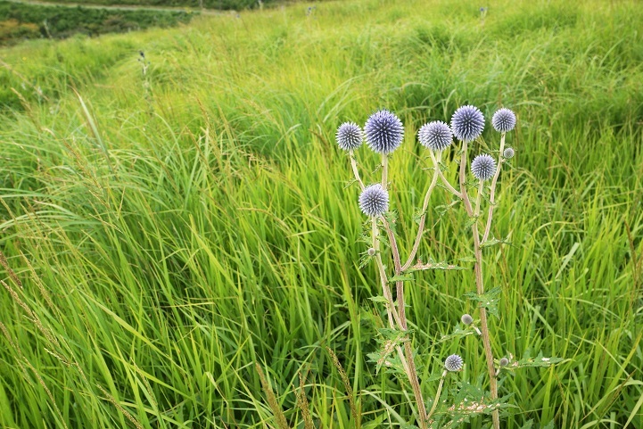 c0248473_20101781.jpg
