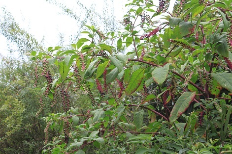 e0354596_19361323.jpg
