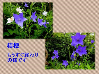 e0111299_18055546.png