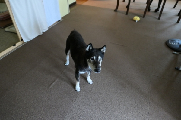f0369014_10281543.jpg