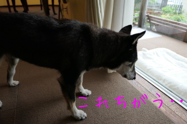 f0369014_10374020.jpg