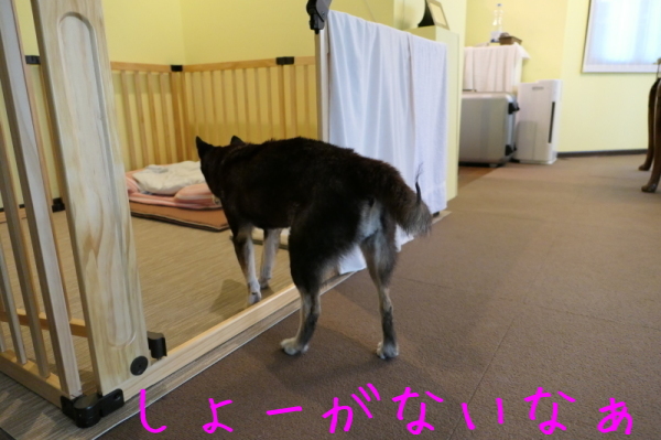 f0369014_10521352.jpg