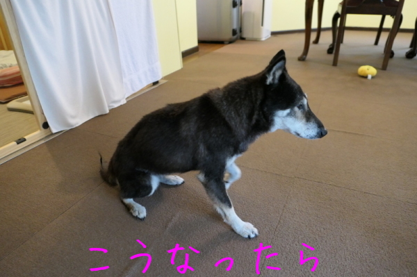 f0369014_11005721.jpg