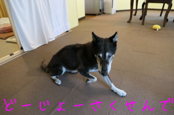 f0369014_11014381.jpg