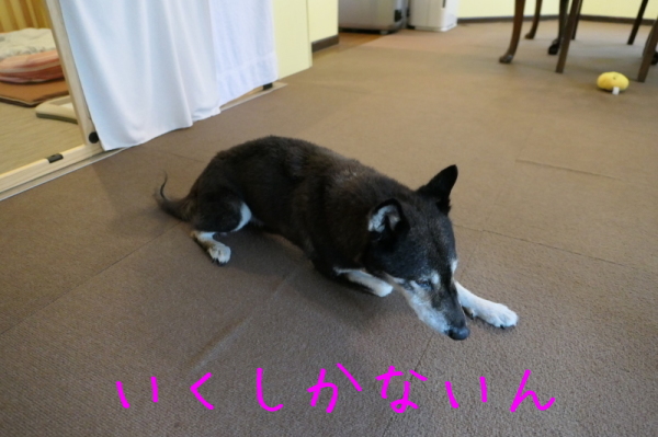 f0369014_11021520.jpg