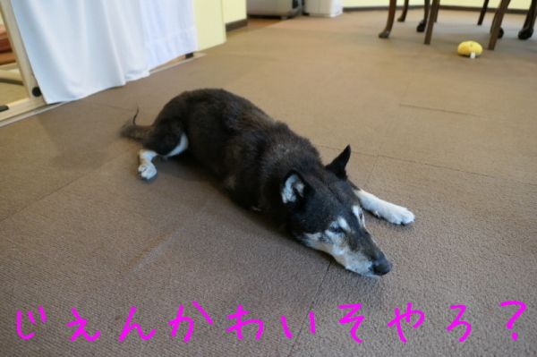 f0369014_11025009.jpg