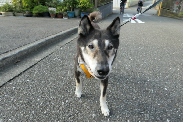 f0369014_11214385.jpg
