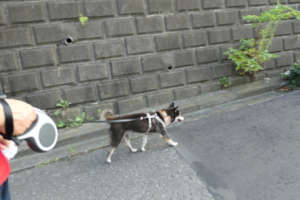 f0369014_11223761.jpg