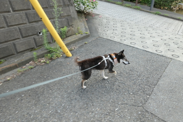 f0369014_11225809.jpg