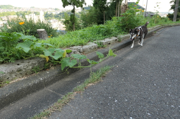 f0369014_11263752.jpg