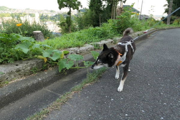 f0369014_11272291.jpg