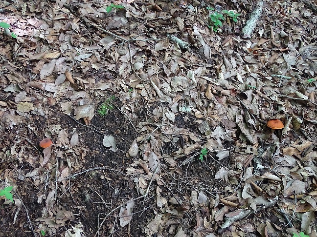 f0360815_16273810.jpg