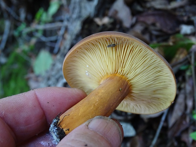 f0360815_16274064.jpg