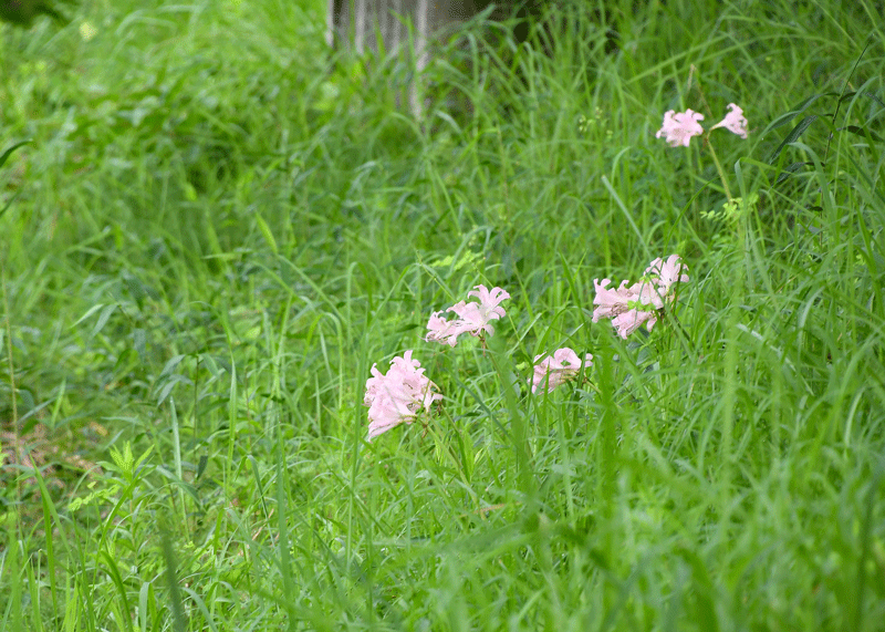 d0290240_10040239.gif