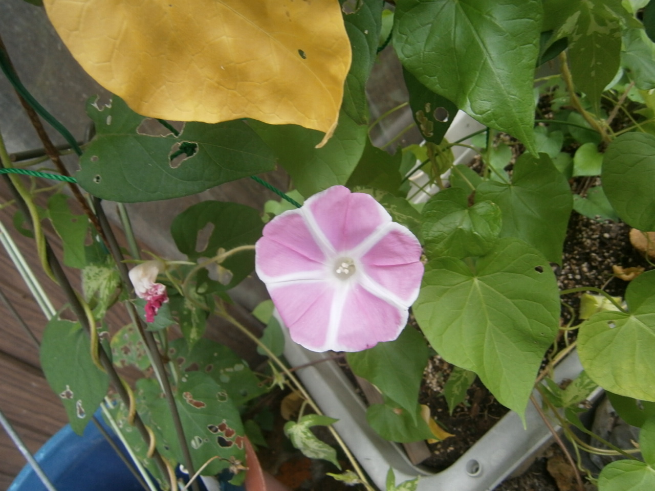 d0343540_22513624.jpg