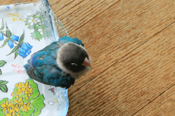 c0145250_12263360.gif